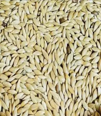 Canary seed bird food high energy food food for cocktail, silver, finches, munias, parakeets, parrots, budgies, grain and seed eating birds 100% natural and no preservatives and ingredients.aquisanbd