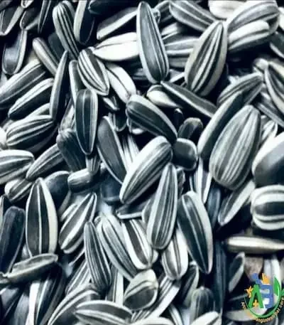 sunflower seed price in bangladesh