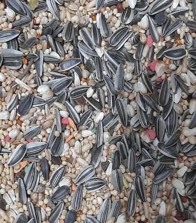 Vitasun Parakeet Mix Loose Pack 1kg for love bird and cockatail