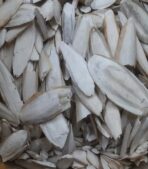 Cuttle Fish Bone for Birds